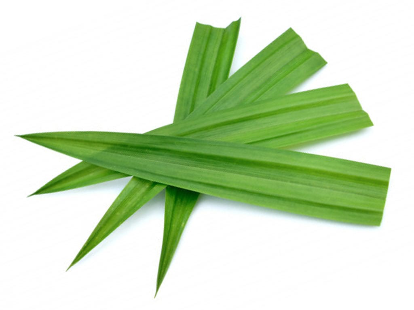 Raanba Faih Fresh Leaves Pack Pcs