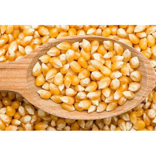 Corn Seed Dry kg