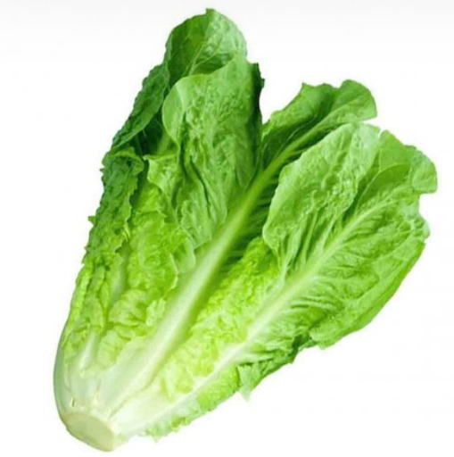 [103021] Lettuce Fresh Kg
